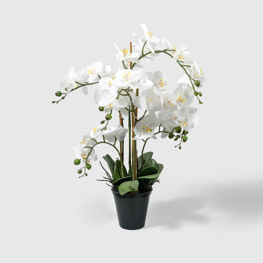 Orchidee von VASANTA
