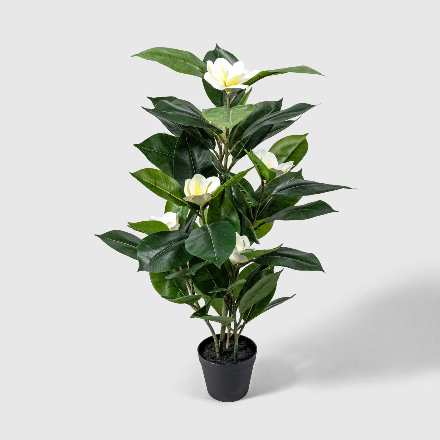 Yulan Magnolia from VASANTA