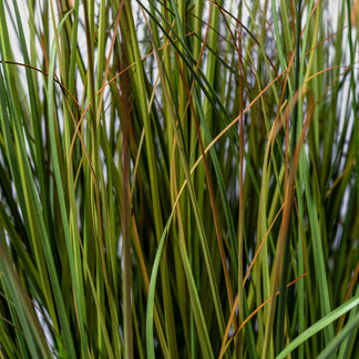 Zwiebelgras von VASANTA