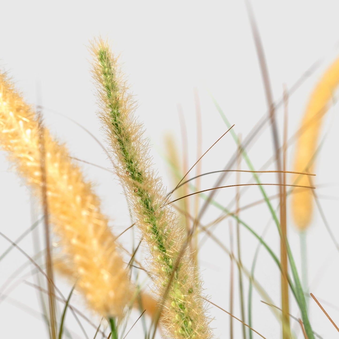 Zwiebelgras von VASANTA