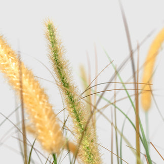 Zwiebelgras von VASANTA