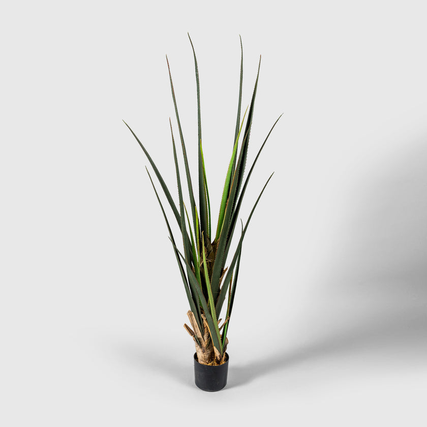 Pandane | Screw tree from VASANTA