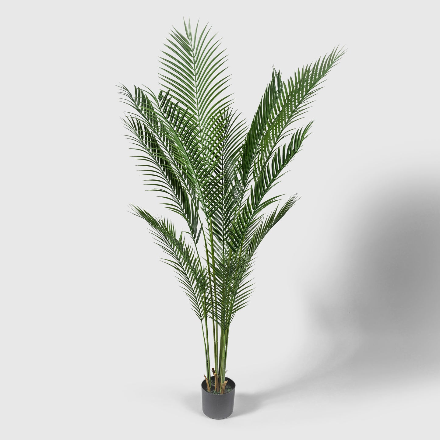 Gold fruit palm from VASANTA