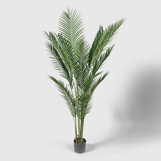 Gold fruit palm from VASANTA