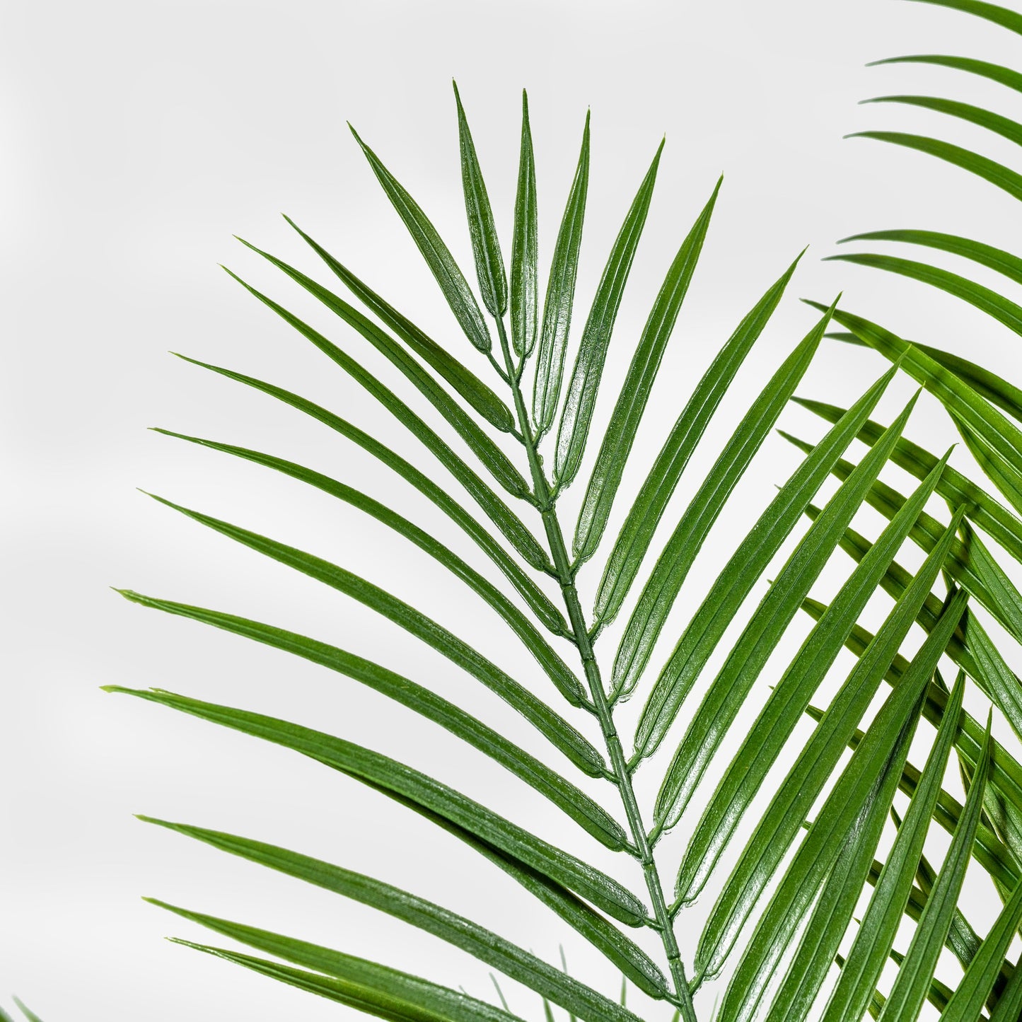 Gold fruit palm from VASANTA