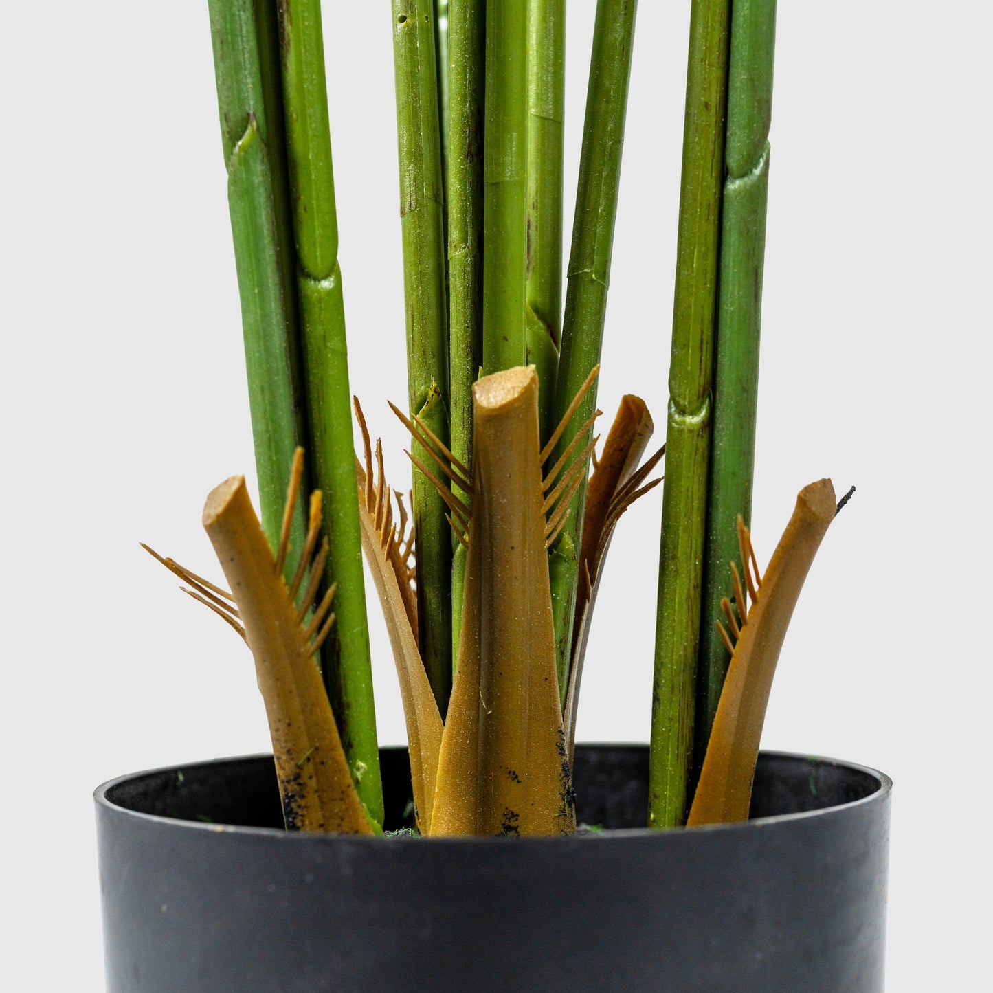 Gold fruit palm from VASANTA