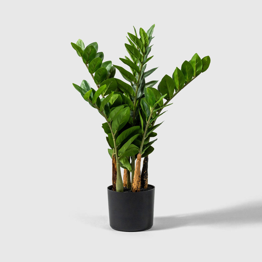 Zamioculcas | Lucky Bamboo from VASANTA