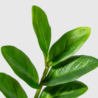 Zamioculcas | Glücksfeder von VASANTA