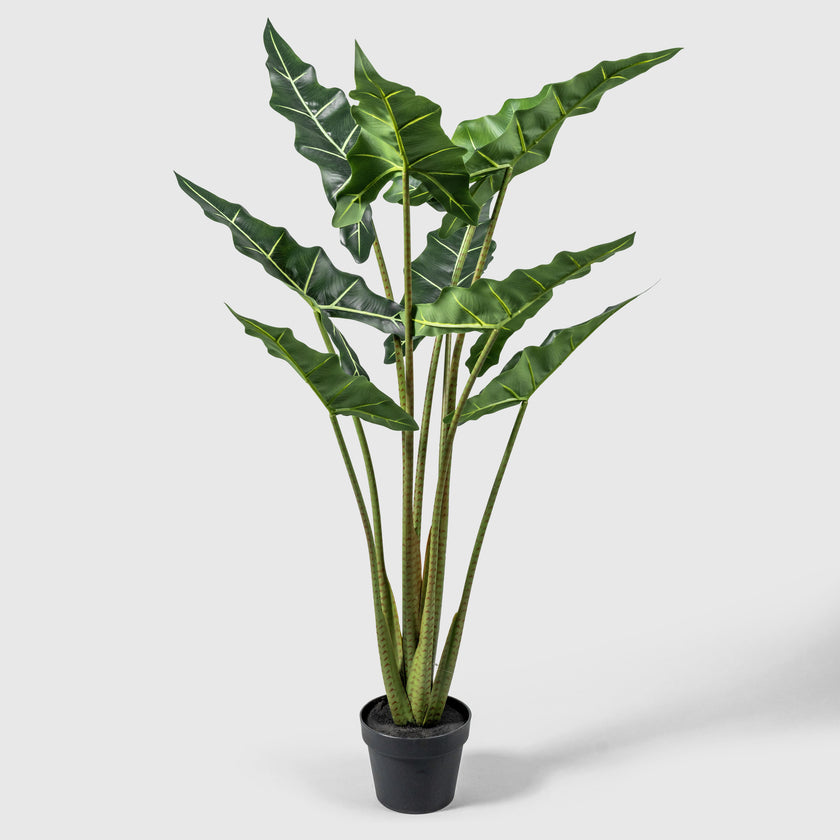 Taro plant from VASANTA