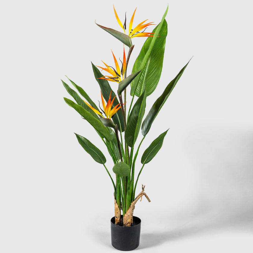 Strelitzia from VASANTA