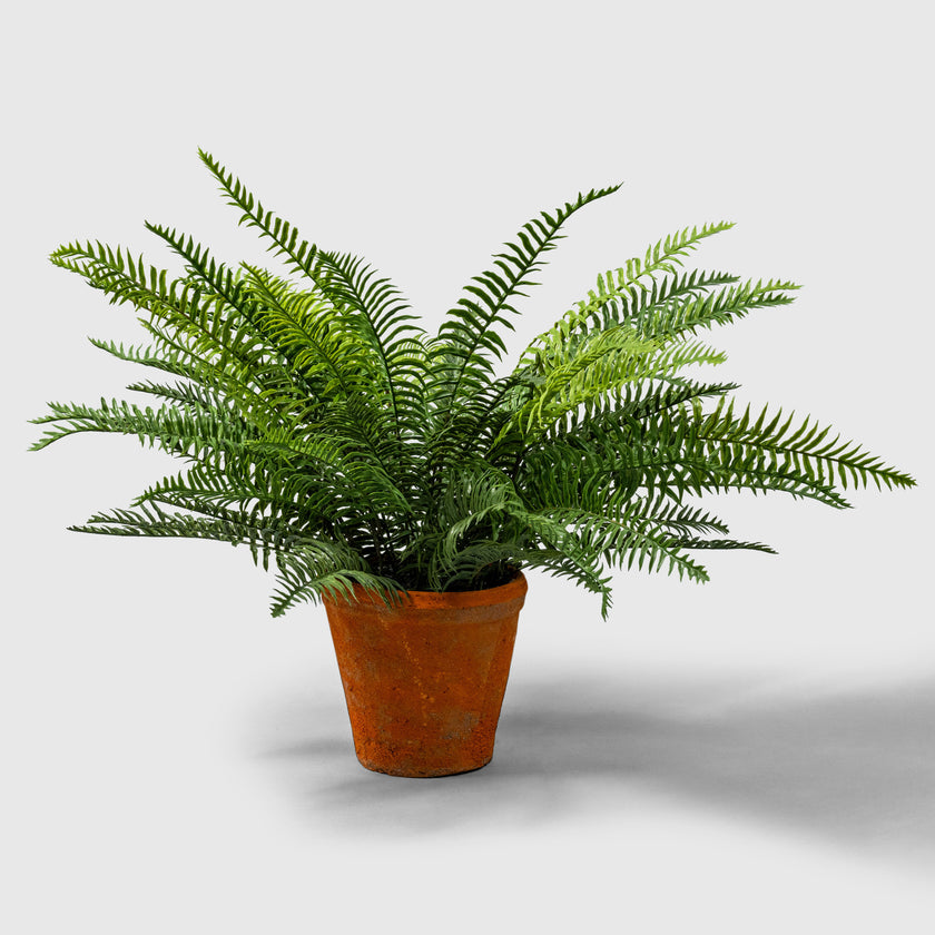 Fern from VASANTA