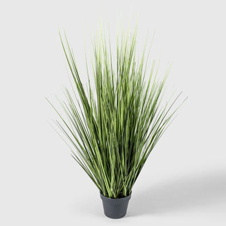 Zwiebelgras von VASANTA