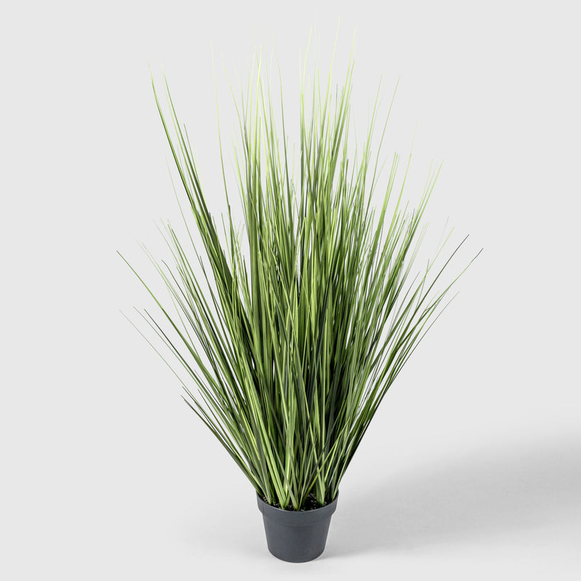 Herbe d'oignon de VASANTA