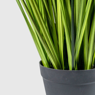 Zwiebelgras von VASANTA