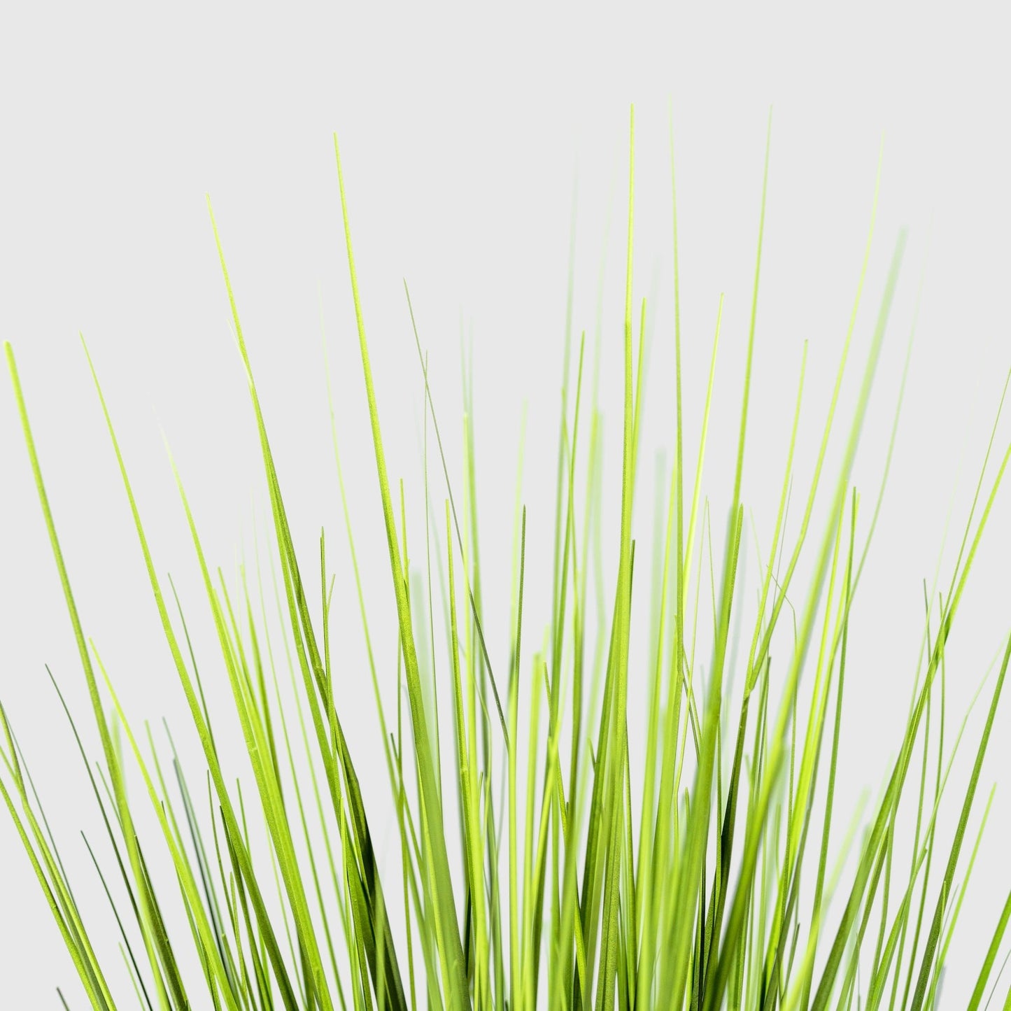 Zwiebelgras von VASANTA