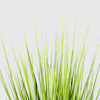 Zwiebelgras von VASANTA