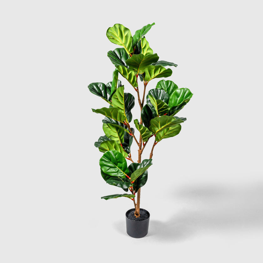 Geigenfeige von VASANTA