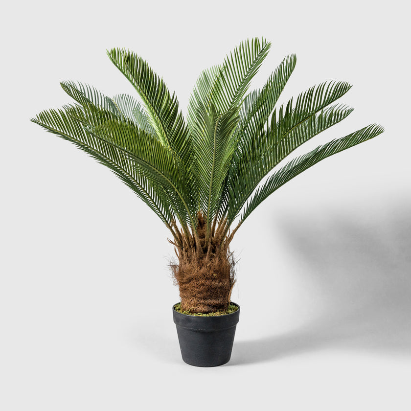 Japanese sago palm fern from VASANTA