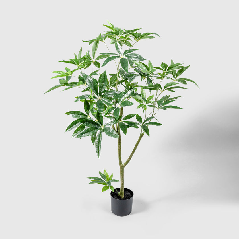 Glückskastanie von VASANTA