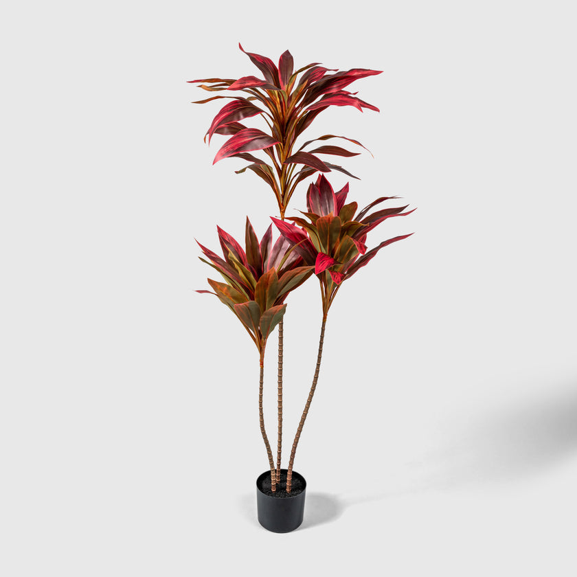 Keulenlilie von VASANTA