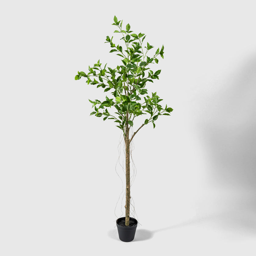 Ficus von VASANTA