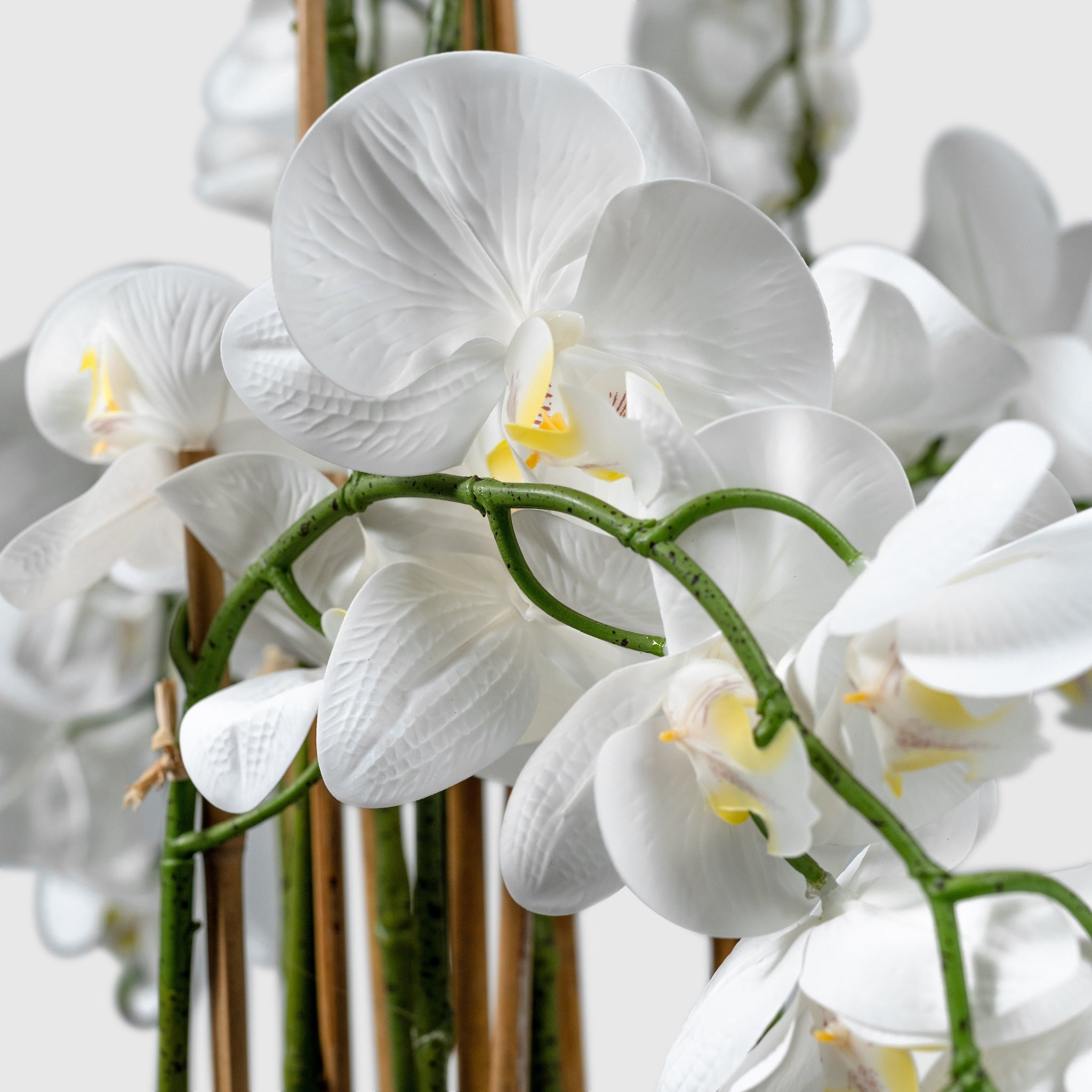 Orchidee - Künstliche Pflanzen wie echt