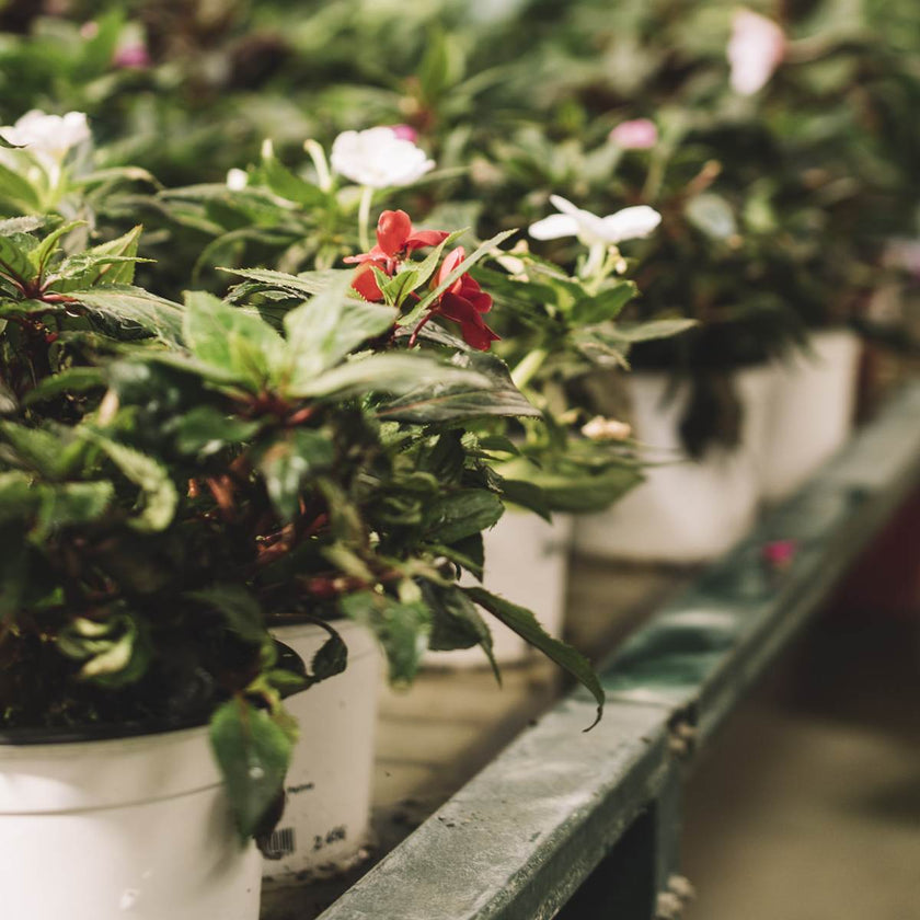 Plantes artificielles d'extérieur : Les plus belles plantes en pot pour jardins et espaces extérieurs