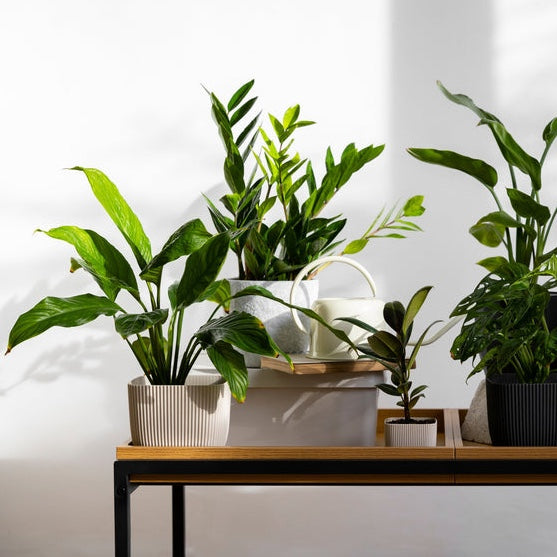 Les meilleures plantes artificielles pour le bureau: Plantes artificielles pour un espace de travail frais