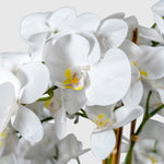 Orchidee Kunstpflanze ( Blumen )- BF 211 20 23 p