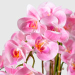Orchidee Kunstpflanze ( Blumen )- BF 211 20 23 p
