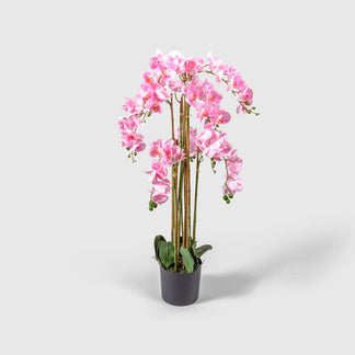 Orchidee von VASANTA