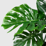 Monstera Kunstpflanze ( Pflanze )- KC 035-65 A