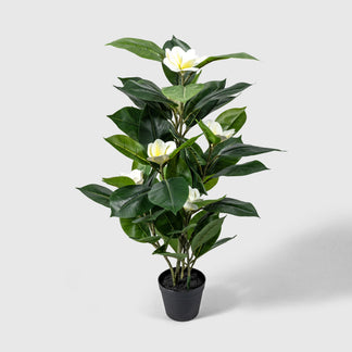 Magnolia Yulan de VASANTA