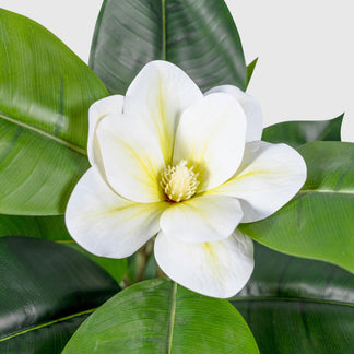 Magnolia Yulan de VASANTA