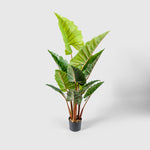 Alokasia | Elefantenohr Kunstpflanze ( Pflanze )- KM 230 133 E