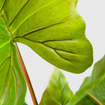 Alokasia | Elefantenohr Kunstpflanze ( Pflanze )- KM 230 133 E