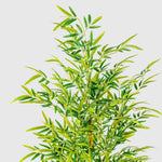 Bambusbaum Kunstpflanze ( Pflanze )- KM 230 489 Q