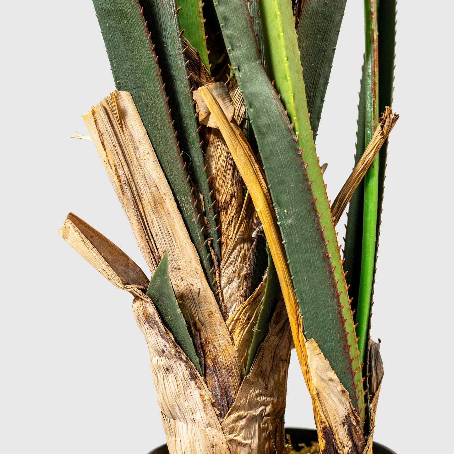 Pandané | Arbre à vis de VASANTA