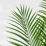 Goldfruchtpalme Kunstpflanze ( Pflanze )- KM 231 232 O