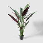 Calathea Makoyana | Korbmarante Kunstpflanze ( Pflanze )- KM 231 265 CY