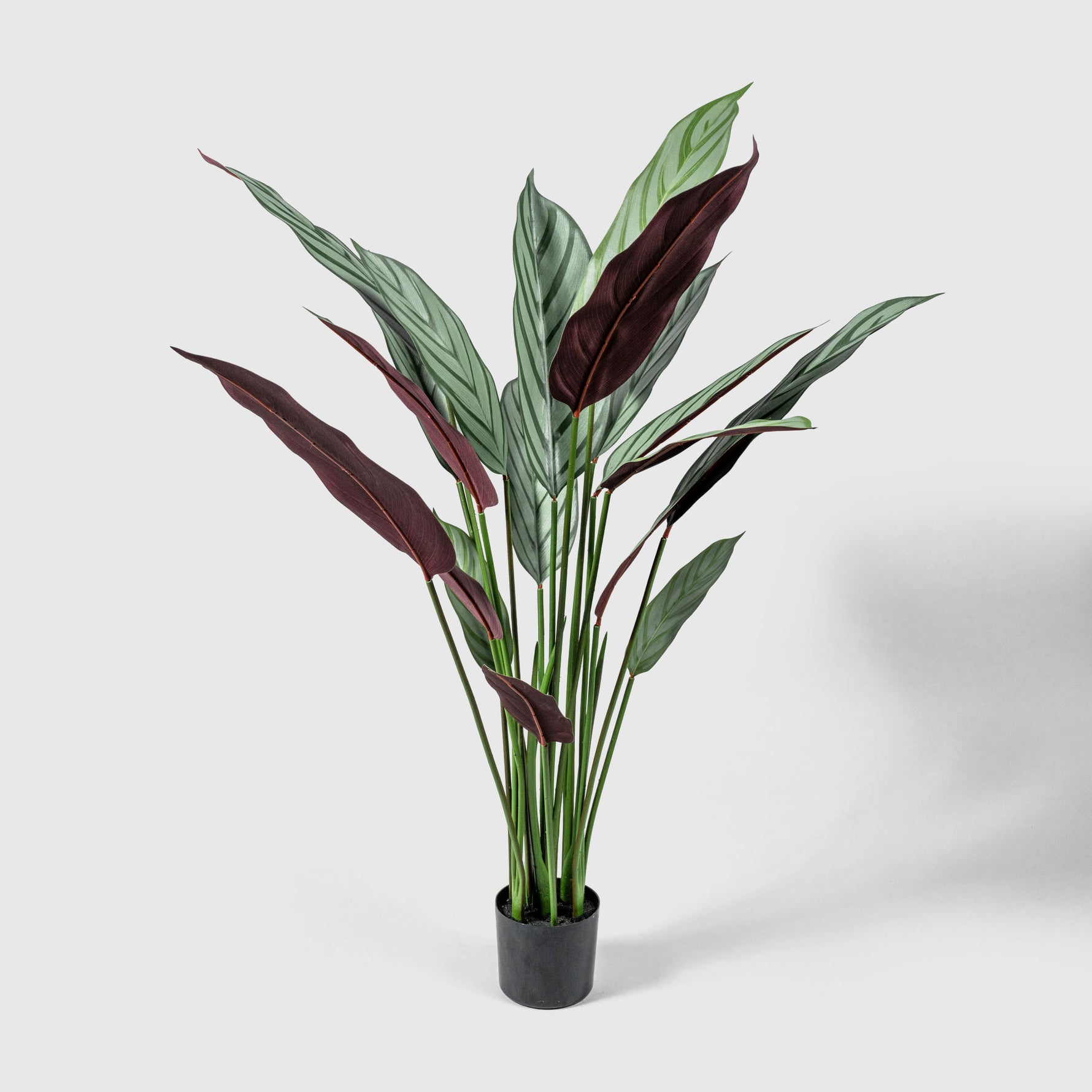 Calathea Makoyana | Korbmarante Kunstpflanze ( Pflanze )- KM 231 265 CY