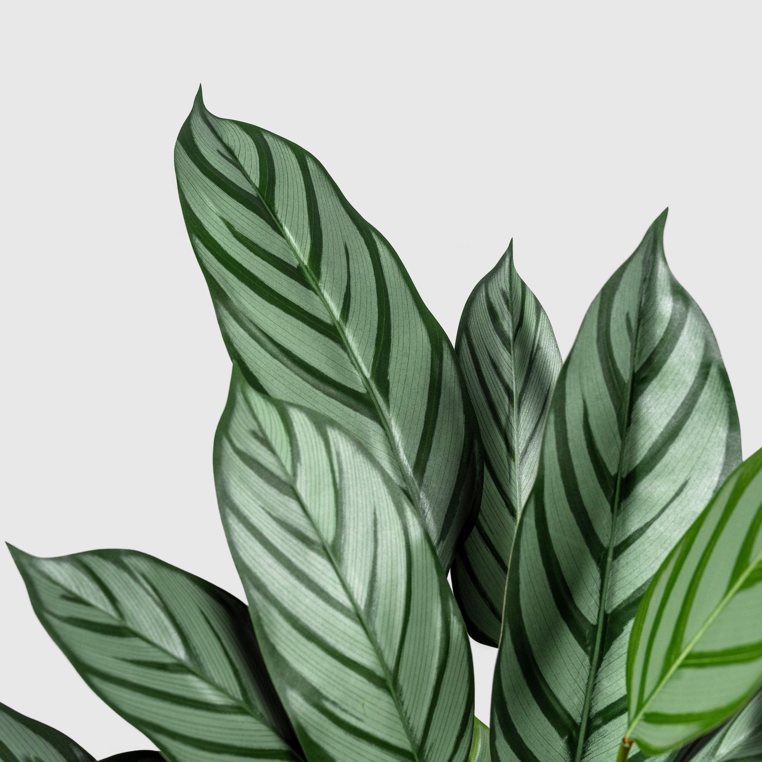 Calathea Makoyana | Korbmarante Kunstpflanze ( Pflanze )- KM 231 265 CY