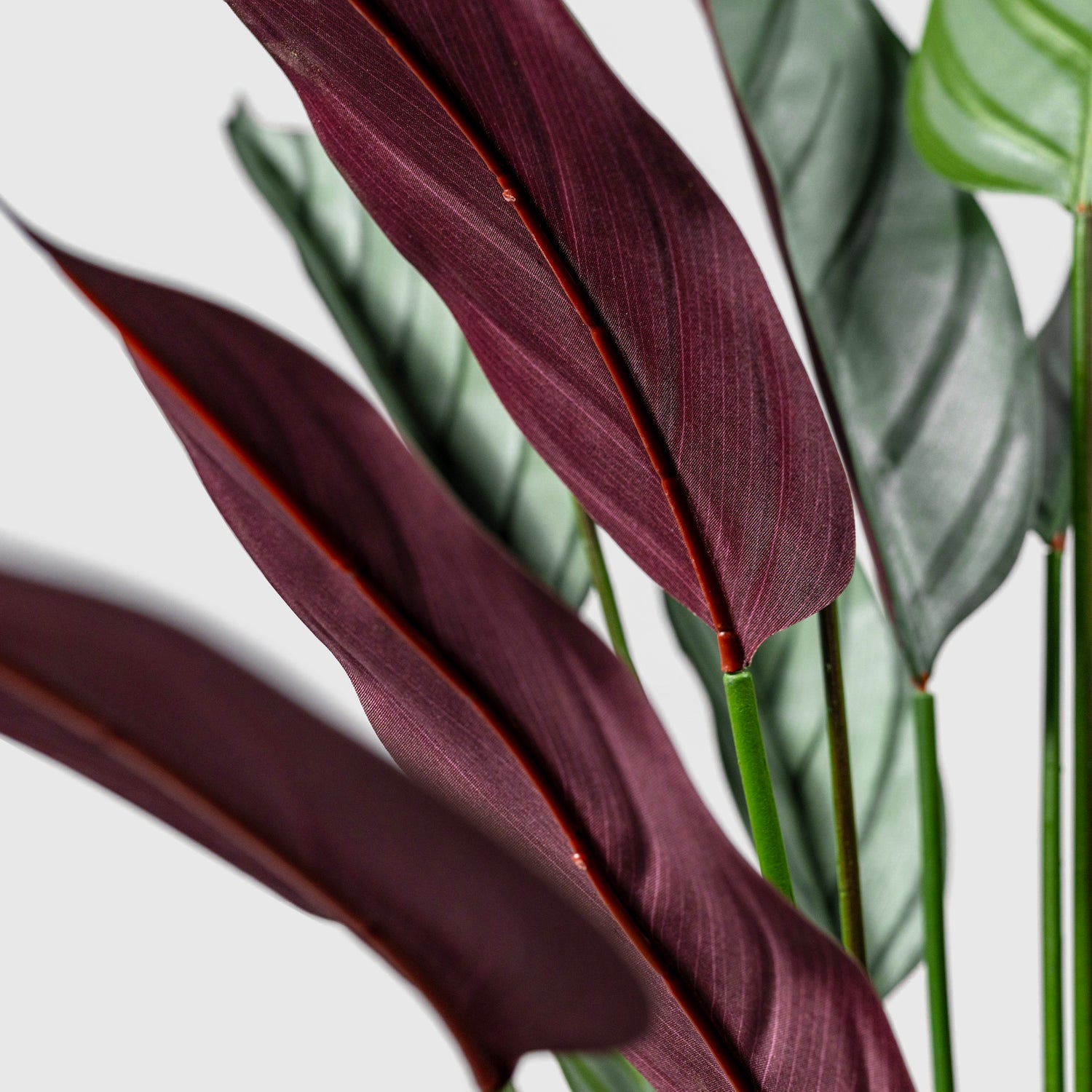 Calathea Makoyana | Korbmarante Kunstpflanze ( Pflanze )- KM 231 265 CY