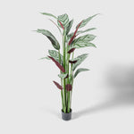 Calathea Makoyana | Korbmarante Kunstpflanze ( Pflanze )- KM 231 267 CY