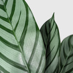 Calathea Makoyana | Korbmarante Kunstpflanze ( Pflanze )- KM 231 265 CY