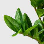 Zamioculcas | Glücksfeder Kunstpflanze ( Pflanze )- KM 231 282 C