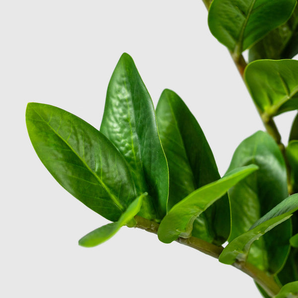 Zamioculcas | Glücksfeder Kunstpflanze ( Pflanze )- KM 231 282 C