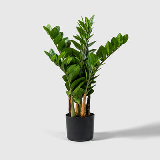 Zamioculcas | Glücksfeder