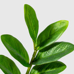 Zamioculcas | Glücksfeder Kunstpflanze ( Pflanze )- KM 231 282 C