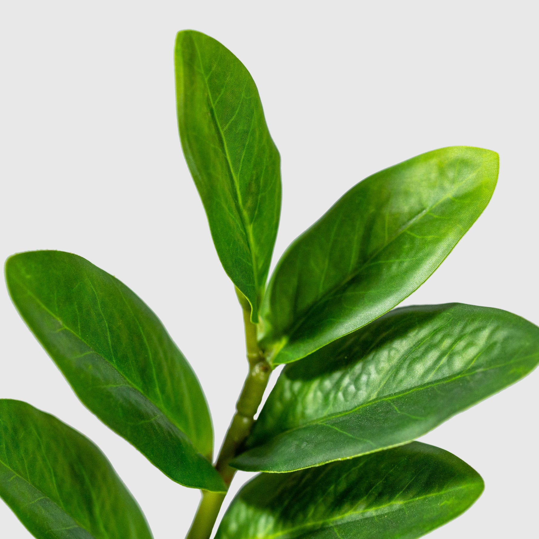 Zamioculcas | Glücksfeder Kunstpflanze ( Pflanze )- KM 231 282 C